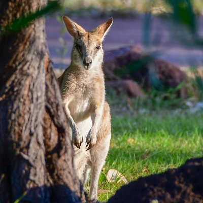 Australie 2018