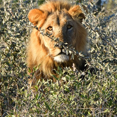 Botswana 2017