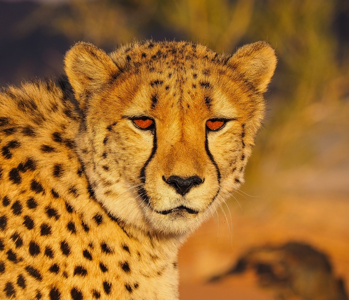 Guépard, Namibia 2016