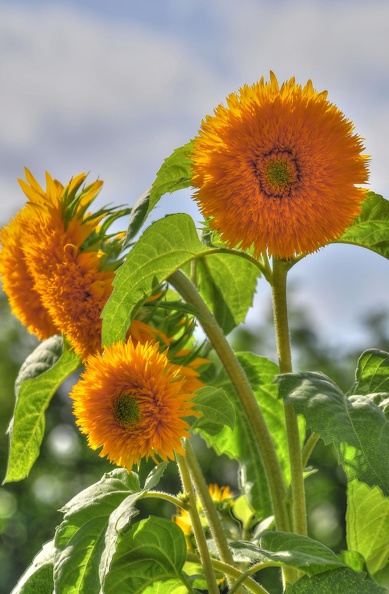 Tournesol