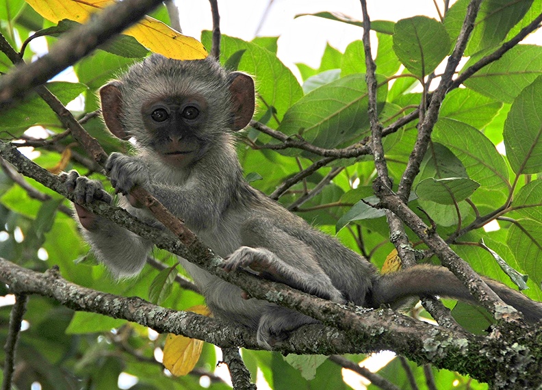 Afrique du Sud