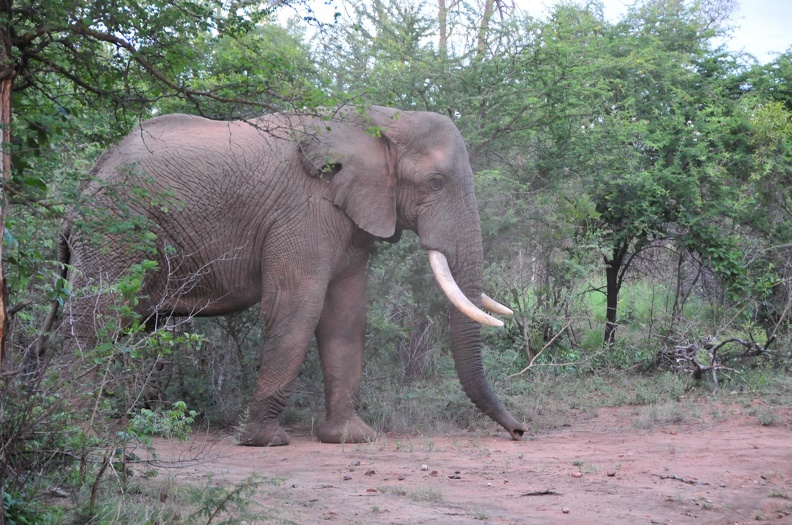 Afrique du Sud