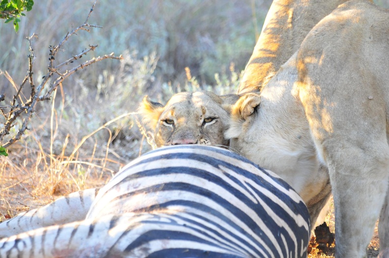 Afrique du Sud