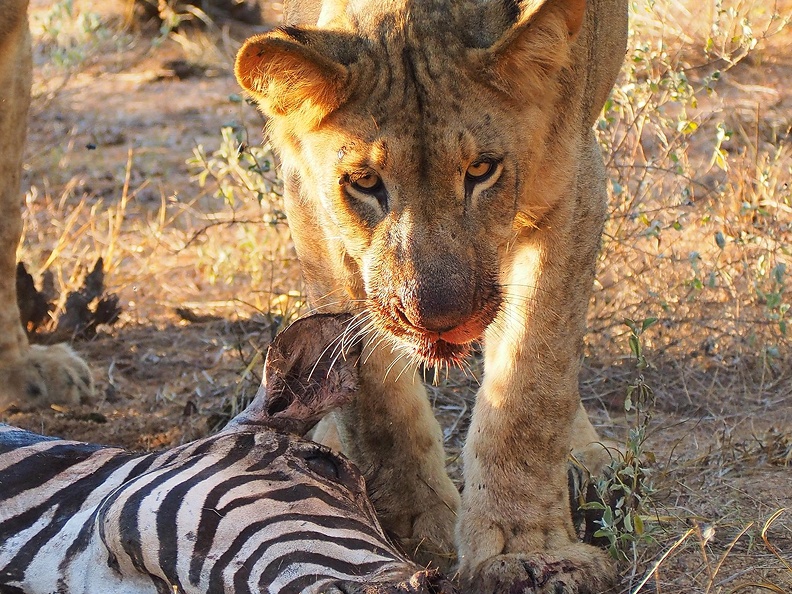 AFRIQUE DU SUD