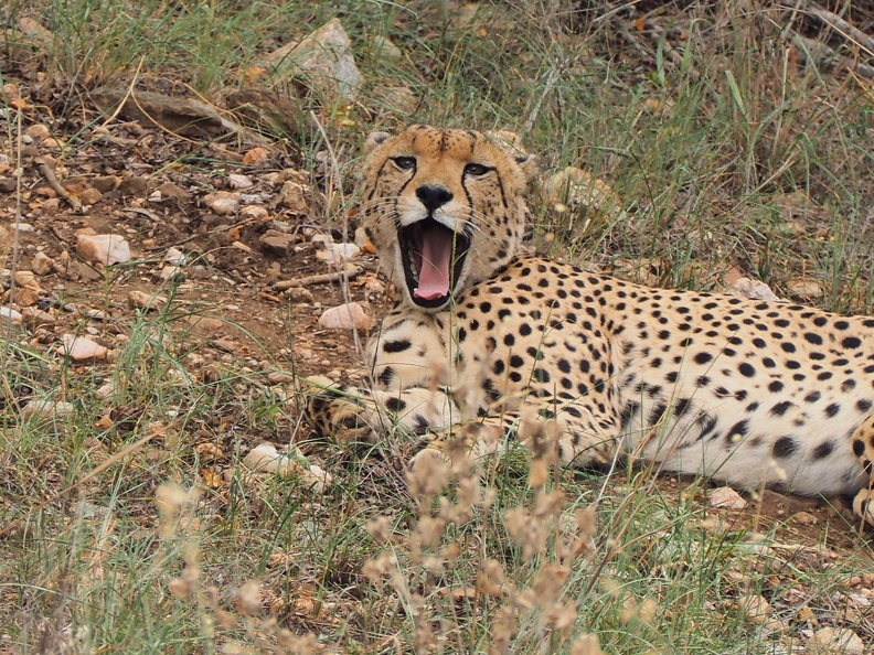 Afrique du Sud