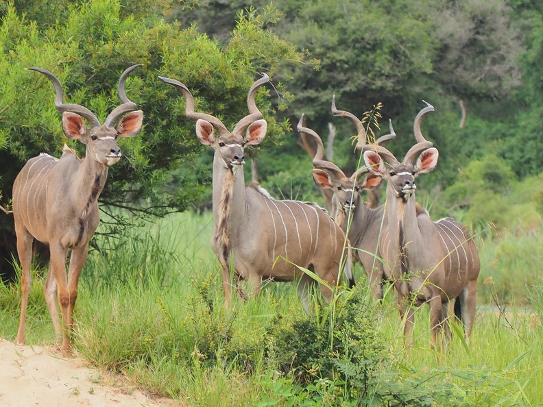 Afrique du Sud