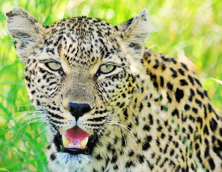 Léopard; Sabi Sand; South Africa