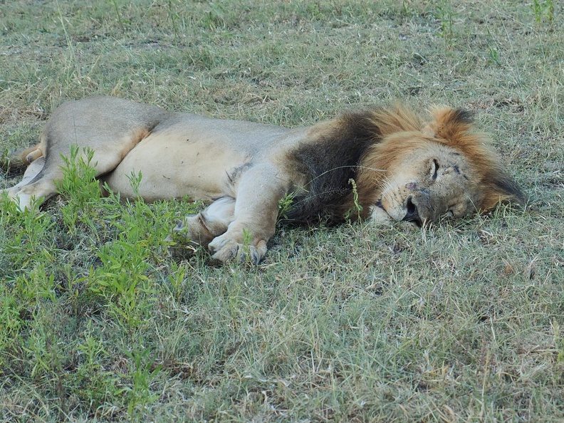 Afrique du Sud