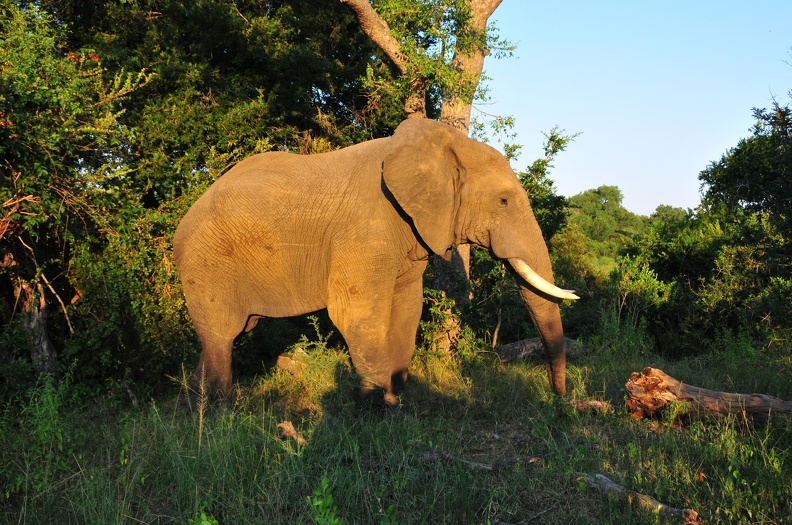 Afrique du Sud