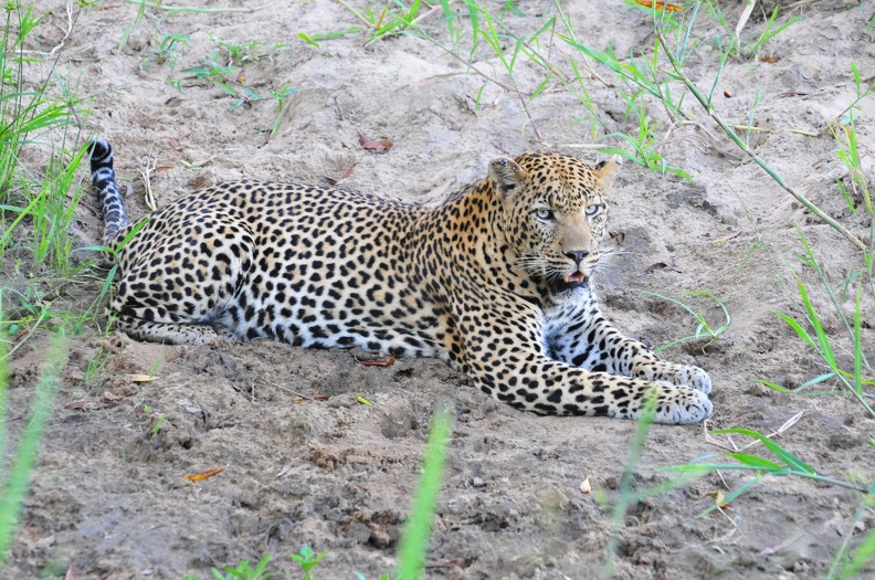 Afrique du Sud