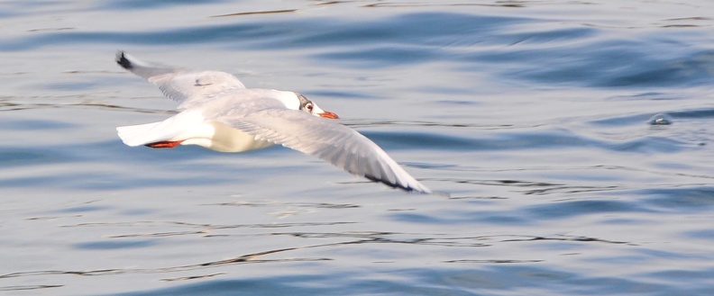 Mouette