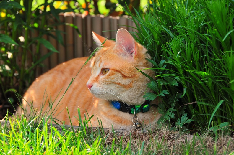 Yoda, le chat blond :-)