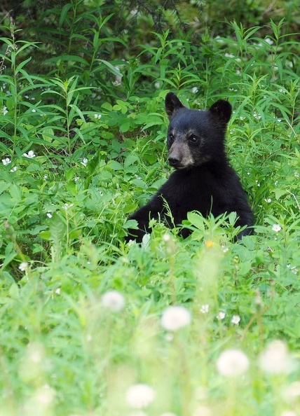 Ourson de Banff