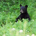 Ourson de Banff
