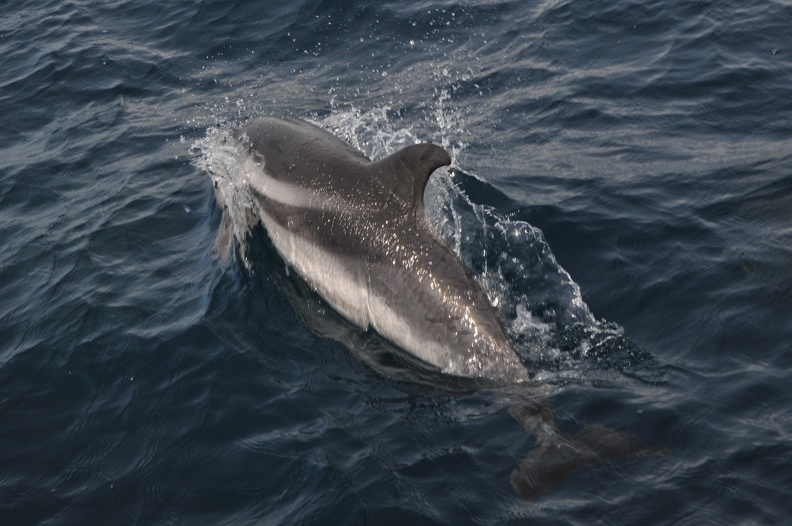 Dauphins de Mediterranée