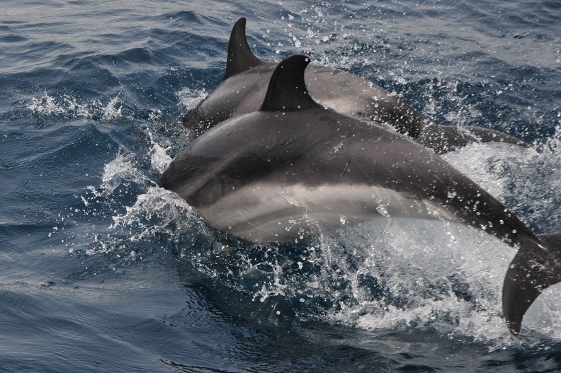 Dauphins de Mediterranée