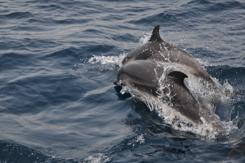 Dauphins de Mediterranée