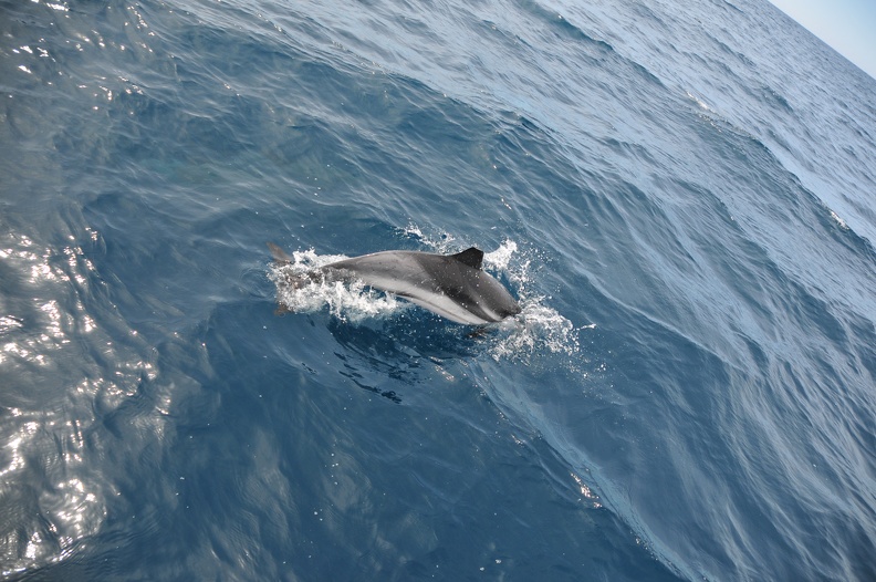 Dauphins de Mediterranée