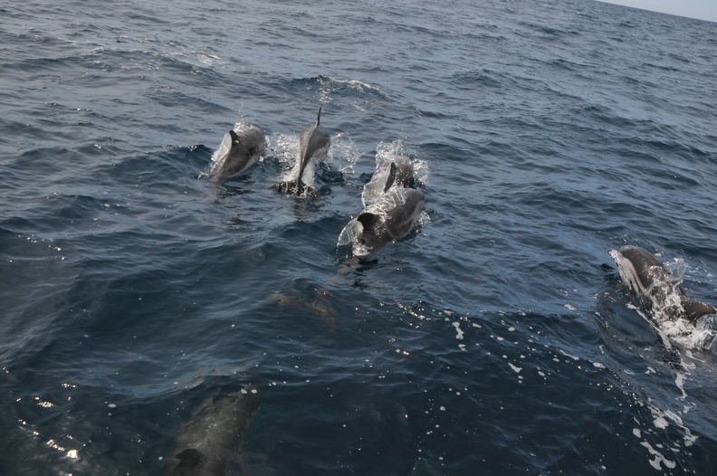 Dauphins de Mediterranée