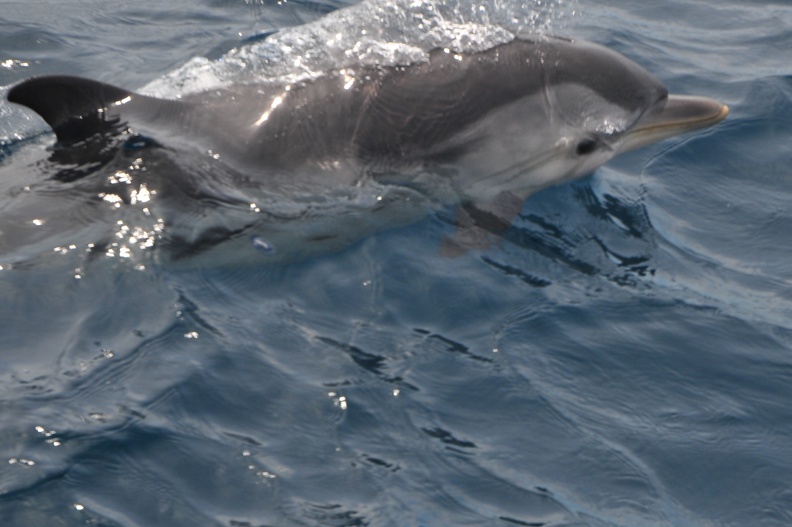 Dauphins de Mediterranée