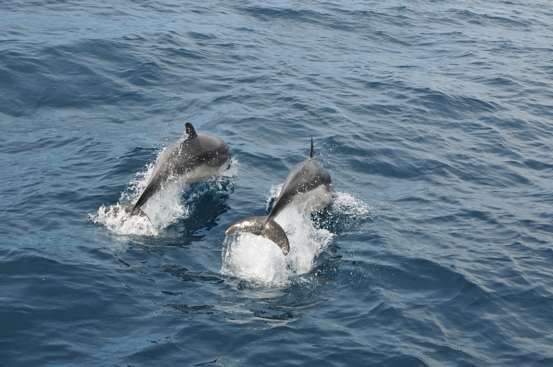 Dauphins de Mediterranée