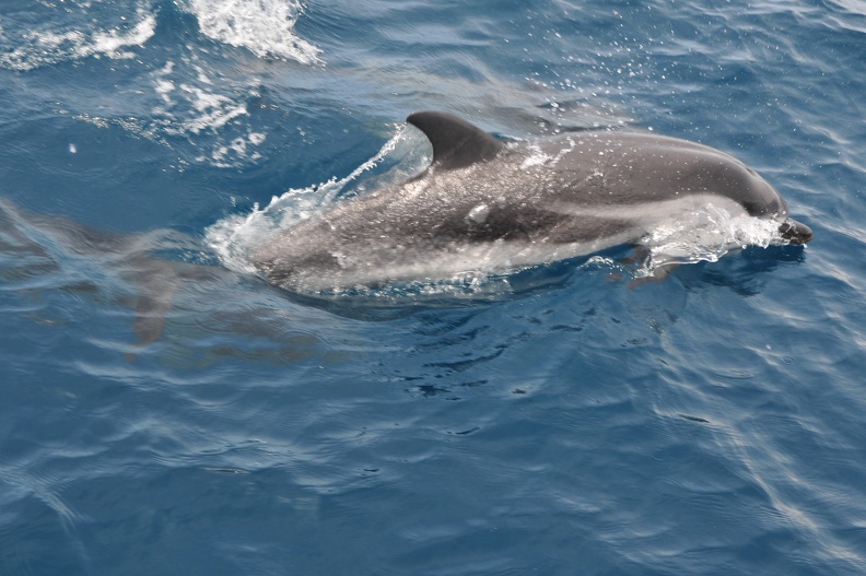 Dauphins de Mediterranée