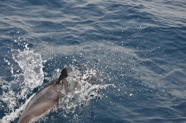 Dauphins de Mediterranée