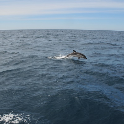 Dauphins Mediterranée 2010