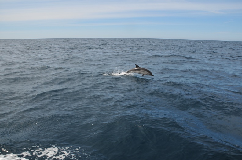 Dauphins de Mediterranée