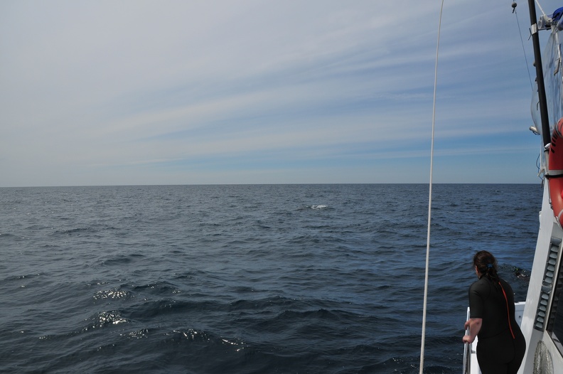 Dauphins de Mediterranée