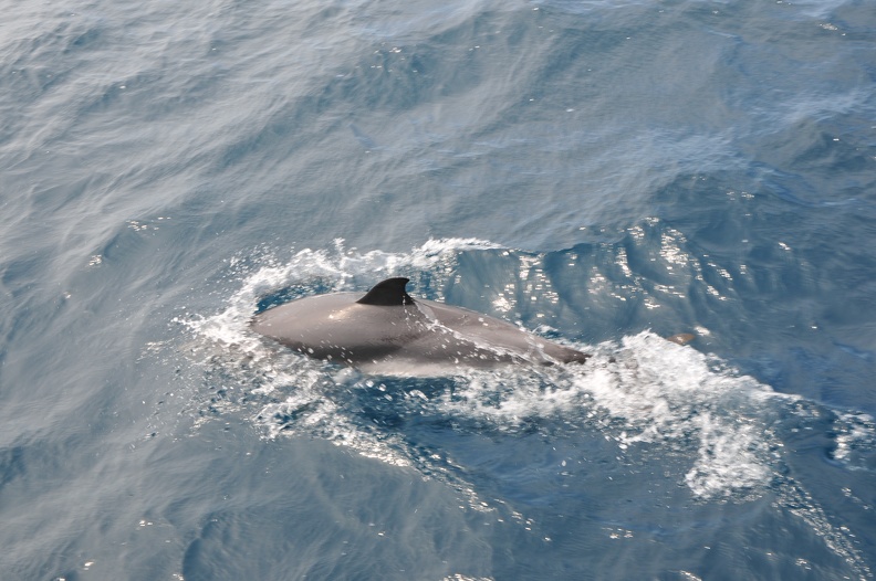 Dauphins de Mediterranée