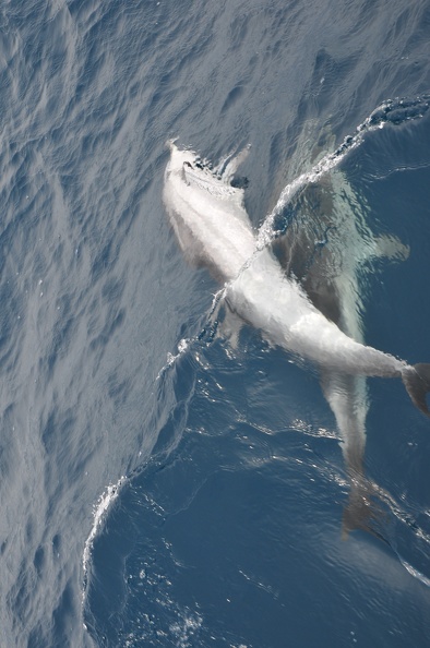 Dauphins de Mediterranée