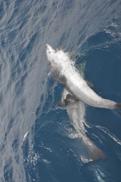 Dauphins de Mediterranée