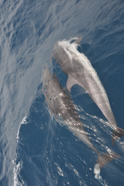 Dauphins de Mediterranée