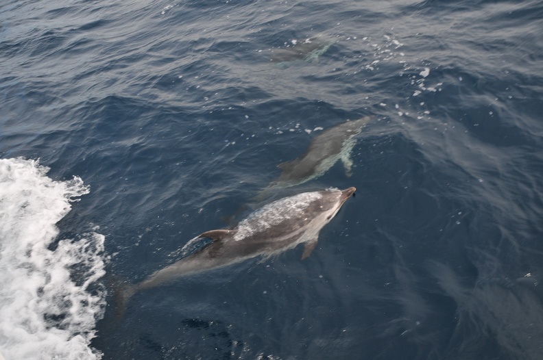 Dauphins de Mediterranée