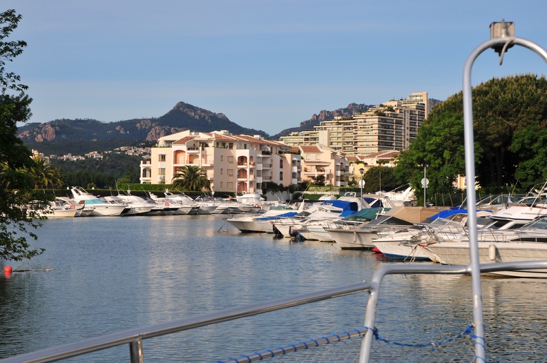 Dauphins de Mediterranée