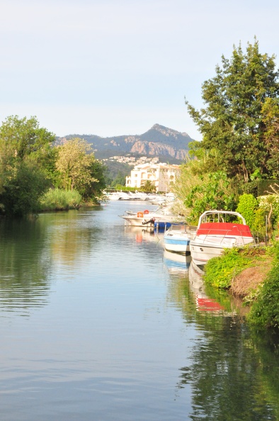 Dauphins de Mediterranée