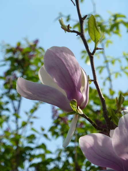 Jardin Printemps 2010