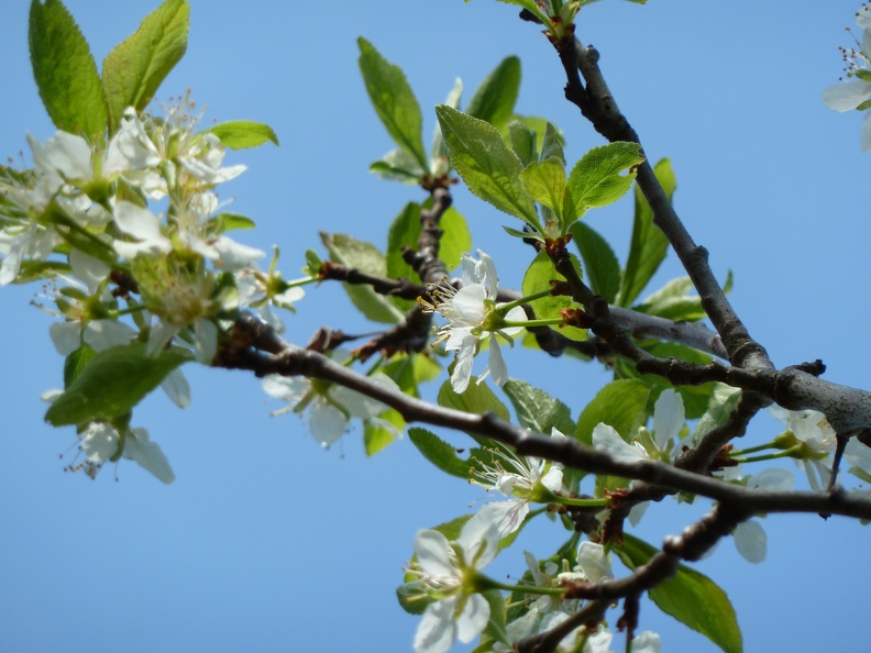 Jardin Printemps 2010