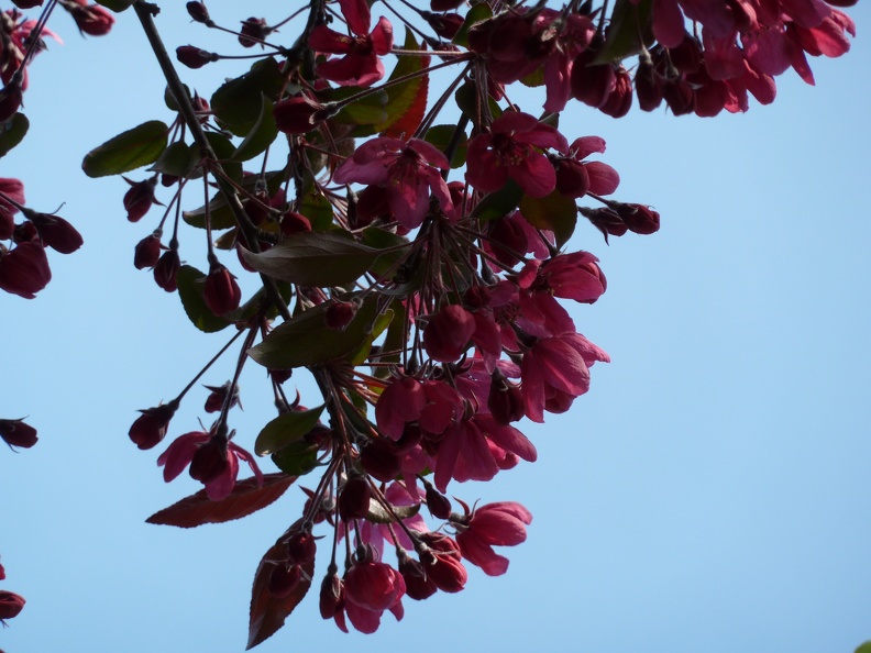 Jardin Printemps 2010