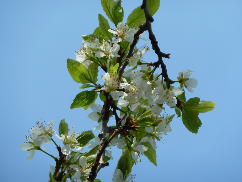 Jardin Printemps 2010