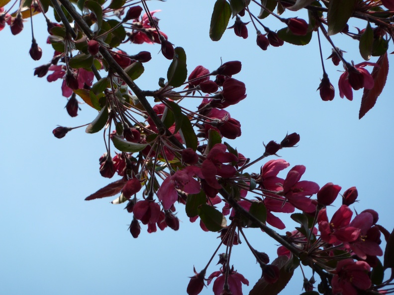 Jardin Printemps 2010