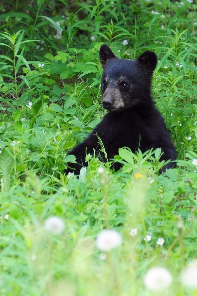 Ourson de Banff