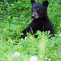 Ourson de Banff