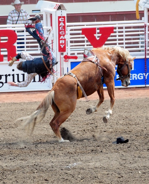 Rodeo Calgary 2008, Stampede