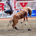 Rodeo Calgary 2008, Stampede