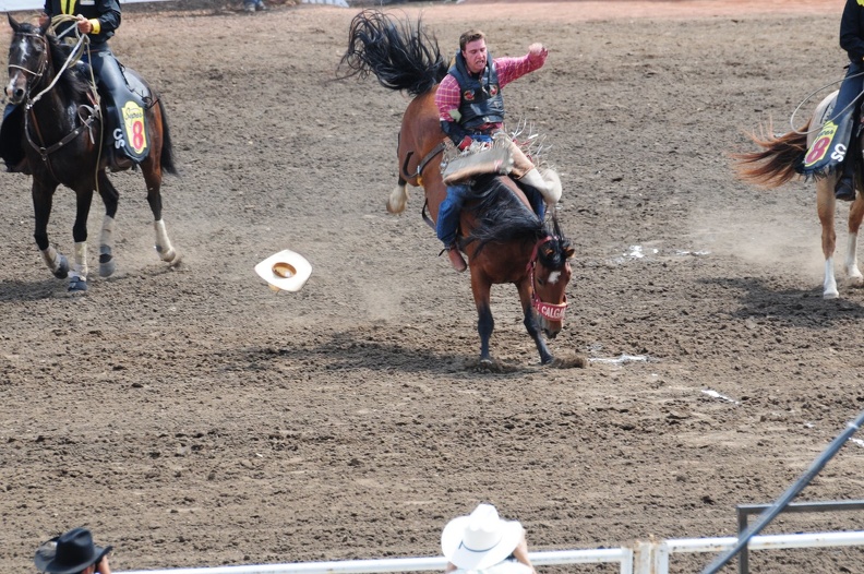 Rodeo Calgary 2008, Stampede