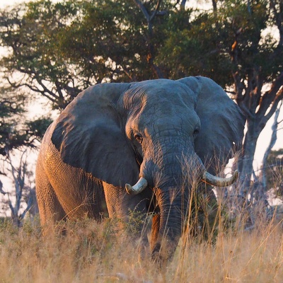 Voyages en Afrique