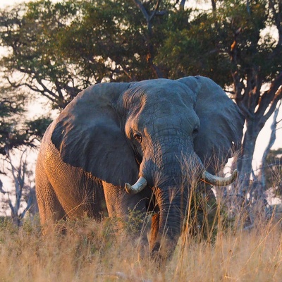 Botswana 2017 - Public Valé