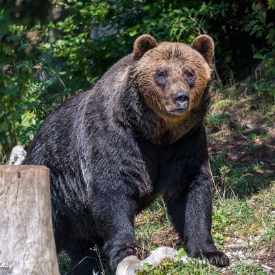 Ours et Loups de Vallorbe